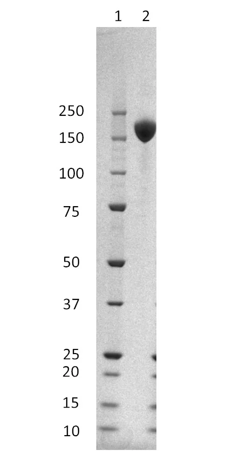 SDS-PAGE - SARS-CoV-2 spike glycoprotein (mut L18F+D80A+D215G+K417N+E484K+N501Y+D614G A701V, del 242-244) (AB288545)