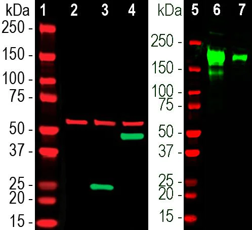 Western blot - Anti-SARS-CoV-2 Spike Glycoprotein RBD antibody [2G1] (AB277624)