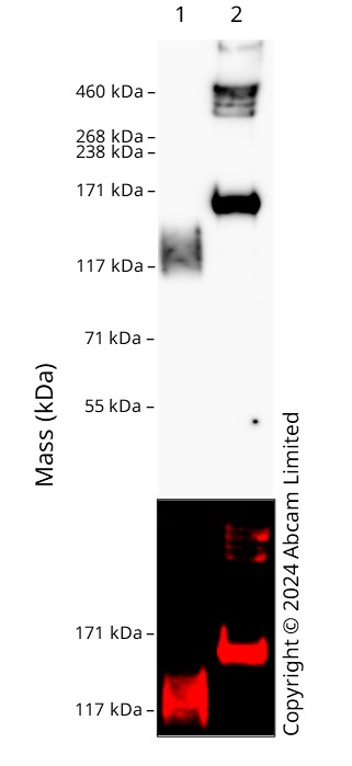 Western blot - Anti-SARS-CoV-2 Spike Glycoprotein S1 antibody [8B12-C2] - Chicken IgY (Chimeric) (AB322999), expandable thumbnail