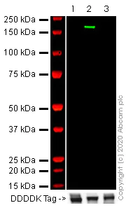 Western blot - Anti-SARS-CoV-2 Spike Glycoprotein S1 antibody (AB275759)