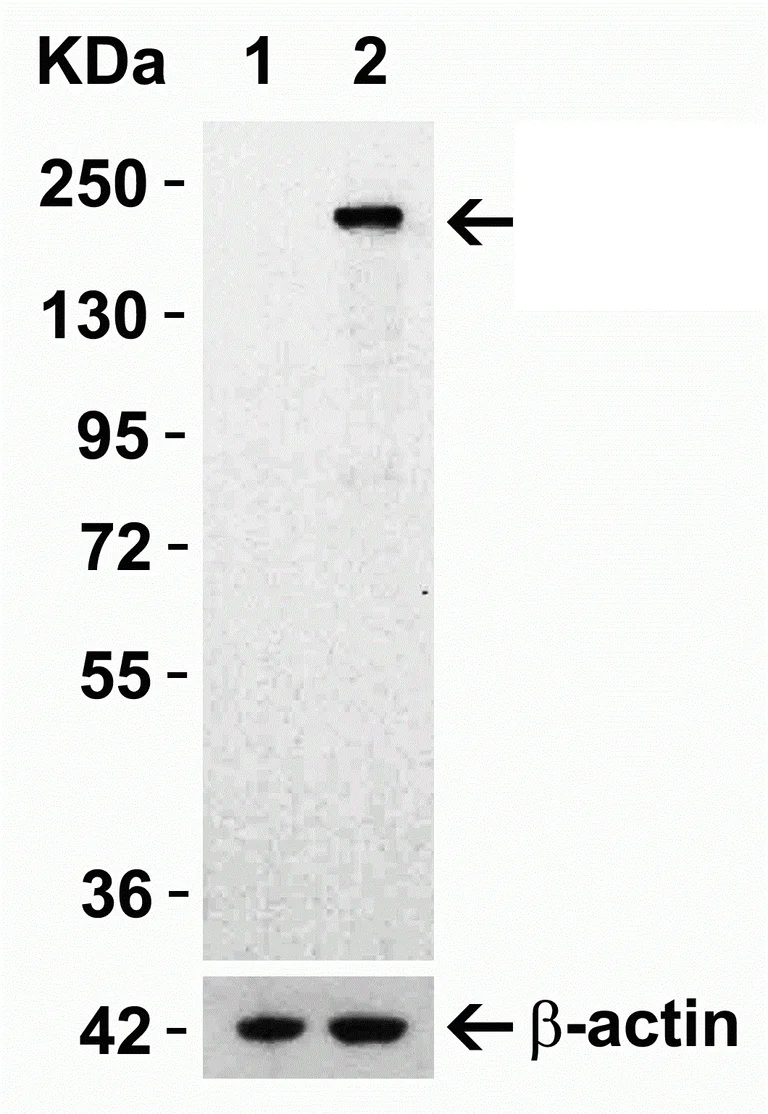 Western blot - Anti-SARS-CoV-2 Spike Glycoprotein S1 antibody (AB275759)