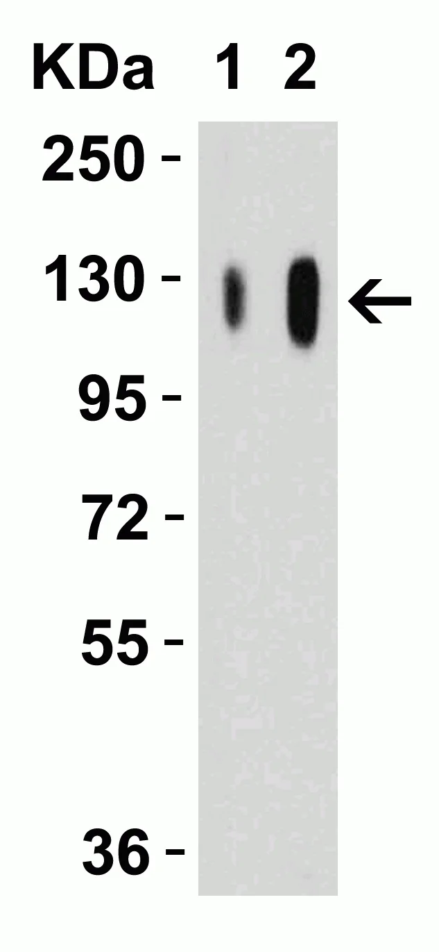 Western blot - Anti-SARS-CoV-2 Spike Glycoprotein S1 antibody (AB275759)