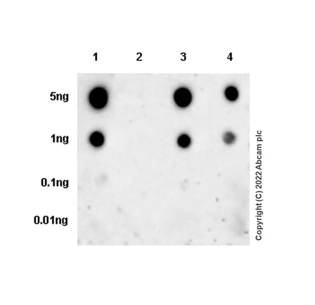 Dot Blot - Anti-SARS-CoV-2 Spike Glycoprotein S1 antibody [EPR24852-116] (AB283942)