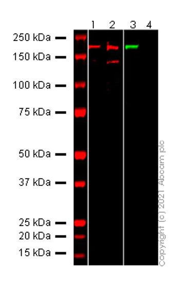 Western blot - Anti-SARS-CoV-2 Spike Glycoprotein S1 antibody [EPR24852-116] (AB283942)
