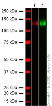 Western blot - Anti-SARS-CoV-2 Spike Glycoprotein S1 antibody [EPR24852-116] (AB283942)