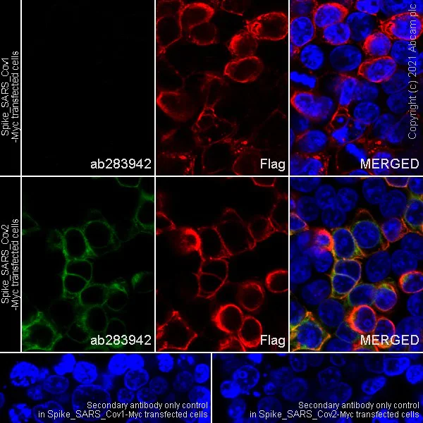 Immunocytochemistry/ Immunofluorescence - Anti-SARS-CoV-2 Spike Glycoprotein S1 antibody [EPR24852-116] - BSA and Azide free (AB283943)