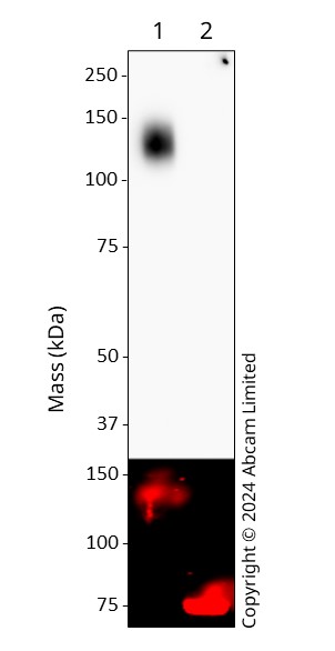 Western blot - Anti-SARS-CoV-2 Spike Glycoprotein S1 antibody [EPR24852-116] - Chicken IgY (Chimeric) (AB323001), expandable thumbnail