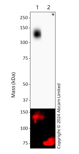 Western blot - Anti-SARS-CoV-2 Spike Glycoprotein S1 antibody [EPR24852-116] - Chicken IgY (Chimeric) (AB323001)