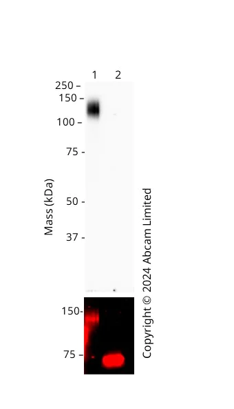 Western blot - Anti-SARS-CoV-2 Spike Glycoprotein S1 antibody [EPR24852-116] - Human IgG1 (Chimeric) (AB323000)