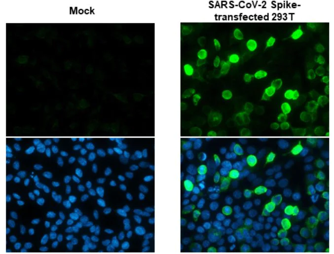 Immunocytochemistry/ Immunofluorescence - Anti-SARS-CoV-2 Spike Glycoprotein S1 antibody [HL13402] - BSA and Azide free (AB281309)
