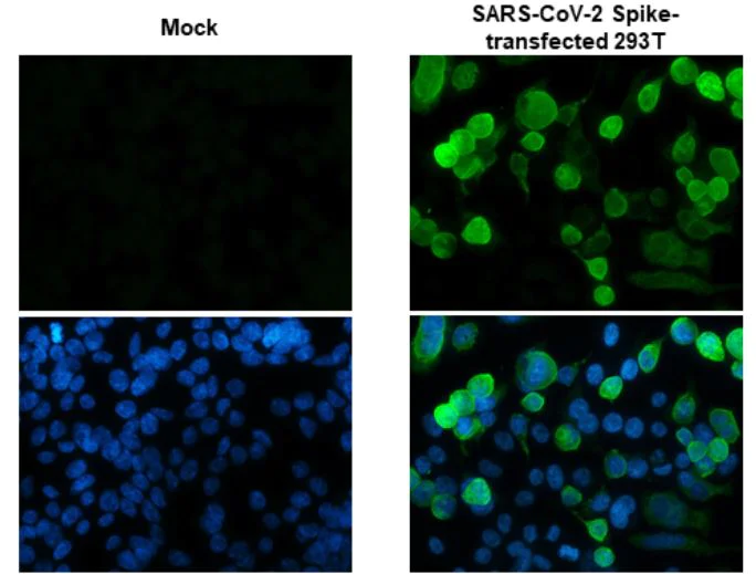 Immunocytochemistry - Anti-SARS-CoV-2 Spike Glycoprotein S1 antibody [HL263] - BSA and Azide free (AB281310)