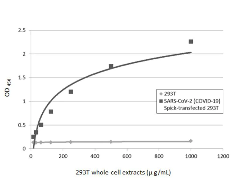 Sandwich ELISA - Anti-SARS-CoV-2 Spike Glycoprotein S1 antibody [HL263] - BSA and Azide free (AB281310)