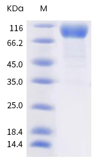 SDS-PAGE - SARS-CoV-2 Spike Glycoprotein S1 (mutated Q52R + A67V + E484K + D614G, deleted H69 + V70 + Y144) (AB289628)
