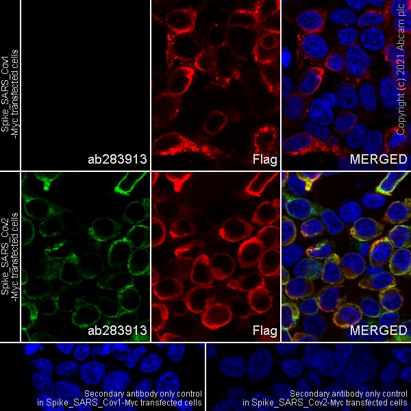Immunocytochemistry/ Immunofluorescence - Anti-SARS-CoV-2 Spike Glycoprotein S2 antibody [EPR25038-122] (AB283913), expandable thumbnail