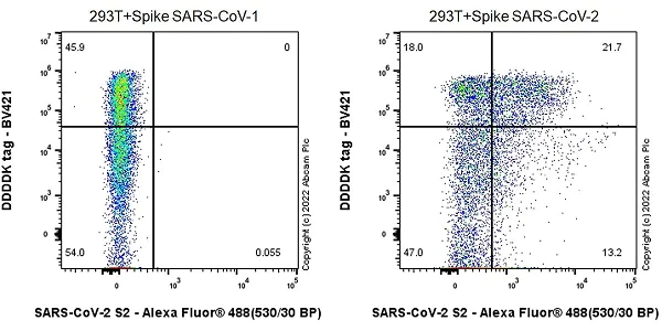 Flow Cytometry (Intracellular) - Anti-SARS-CoV-2 Spike Glycoprotein S2 antibody [EPR25038-122] - BSA and Azide free (AB284041)