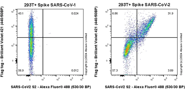 Flow Cytometry (Intracellular) - Anti-SARS-CoV-2 Spike Glycoprotein S2 antibody [EPR25038-122] - BSA and Azide free (AB284041)