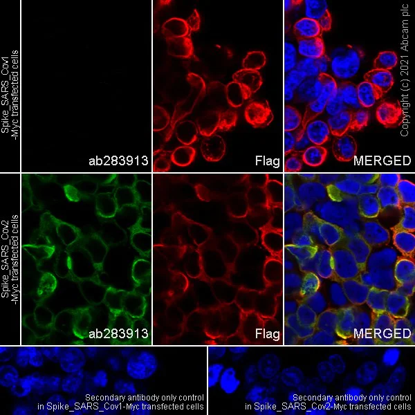 Immunocytochemistry/ Immunofluorescence - Anti-SARS-CoV-2 Spike Glycoprotein S2 antibody [EPR25038-122] - BSA and Azide free (AB284041)