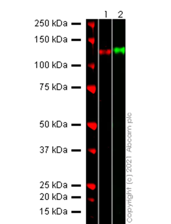 Western blot - Anti-SARS-CoV-2 Spike Glycoprotein S2 antibody [EPR25038-122] - BSA and Azide free (AB284041)