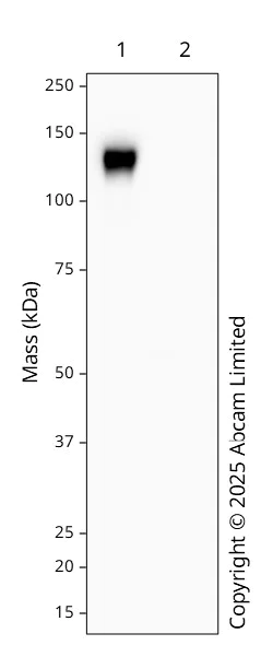 Western blot - Anti-SARS-CoV-2 Spike Glycoprotein S2 antibody [EPR25038-122] - Mouse IgG1 (Chimeric) (AB324890)