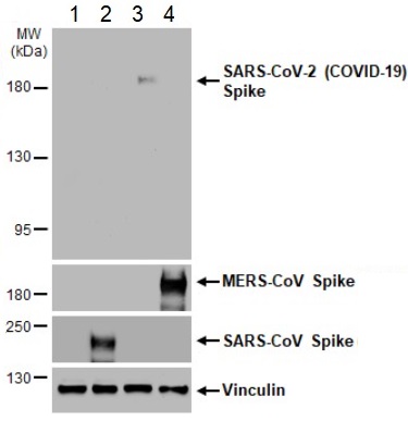 Anti-SARS-CoV-2 Spike Glycoprotein S2 antibody [HL237] - BSA and Azide free