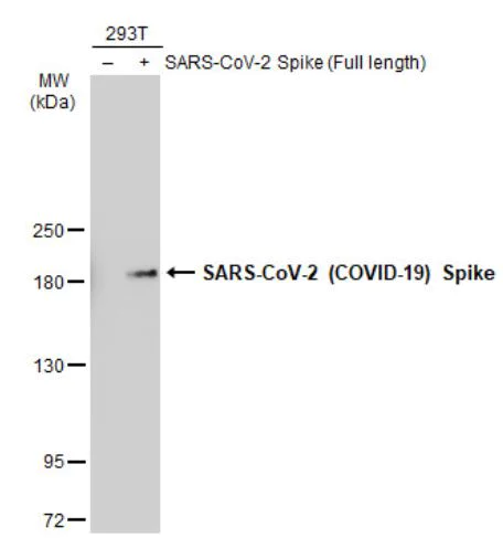 Western blot - Anti-SARS-CoV-2 Spike Glycoprotein S2 antibody [HL237] - BSA and Azide free (AB281312)