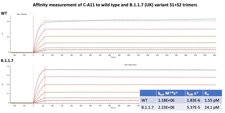Surface Plasmon Resonance - Anti-SARS-CoV-2 Spike RBD antibody [CA11] (AB284651)