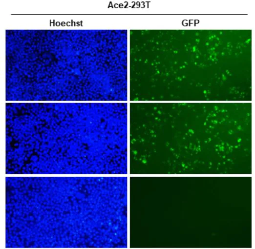 Functional Studies (Neut/Block) - Anti-SARS-CoV-2 Spike RBD antibody [HL1003] - BSA and Azide free (AB281303)