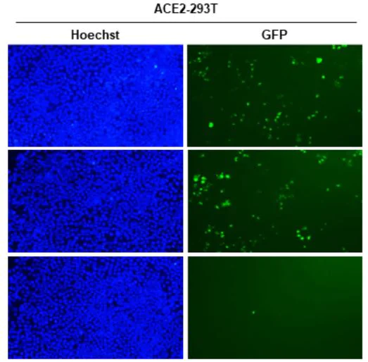 Functional Studies (Neut/Block) - Anti-SARS-CoV-2 Spike RBD antibody [HL1003] - BSA and Azide free (AB281303)