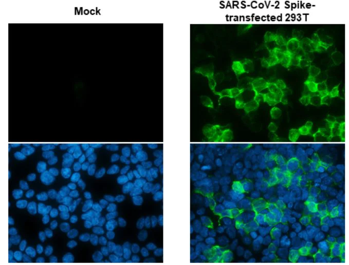 Immunocytochemistry - Anti-SARS-CoV-2 Spike RBD antibody [HL1014] - BSA and Azide free (AB281305)