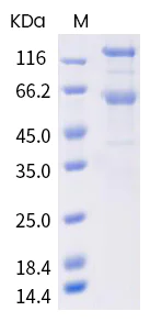 SDS-PAGE - SARS-CoV-2 Spike S1+S2 (del H69+V70+Y144 mut N501Y+A570D+D614G+P681H+T716I+S982A+D1118H) protein (AB289619)