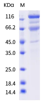 SDS-PAGE - SARS-CoV-2 Spike S1+S2 (mut L18F+T20N+P26S+D138Y+R190S+K417T+E484K+N501Y+D614G+H655Y+T1027I) (AB289622)