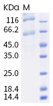 SDS-PAGE - SARS-CoV-2 Spike S1+S2 (mut L18F+T20N+P26S+D138Y+R190S+K417T+E484K+N501Y+D614G+H655Y+T1027I+V1176F) (AB289621)