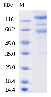 SDS-PAGE - SARS-CoV-2 Spike S1+S2 (mutated D80A + K417N + E484K + N501Y + D614G + A701V) protein (Active) (AB289620), expandable thumbnail