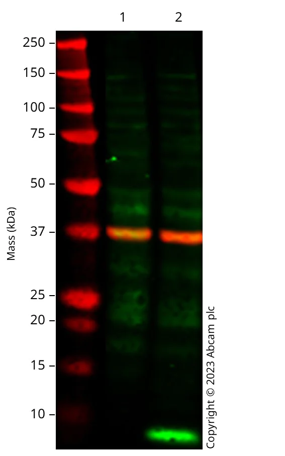 Western blot - Anti-SARS-CoV2 envelope protein antibody [EPR24857-260] (AB320094)