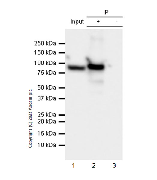 Immunoprecipitation - Anti-SARS-CoV2 nsp12 antibody [EPR24837-213] (ab315964), expandable thumbnail