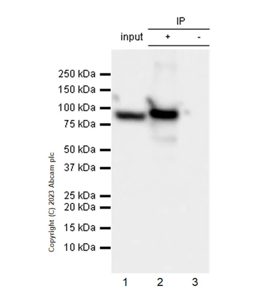 Immunoprecipitation - Anti-SARS-CoV2 nsp12 antibody [EPR24837-213] (AB315964)