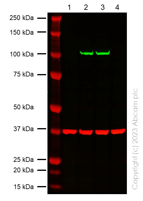 Western blot - Anti-SARS-CoV2 nsp12 antibody [EPR24837-213] (ab315964), expandable thumbnail
