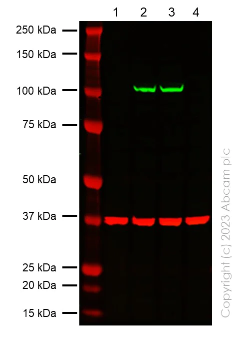 Western blot - Anti-SARS-CoV2 nsp12 antibody [EPR24837-213] (AB315964)