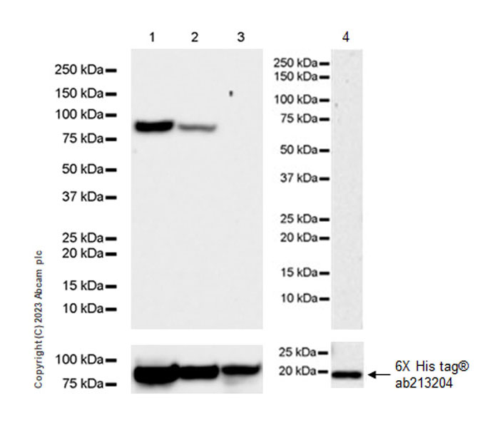 Western blot - Anti-SARS-CoV2 nsp12 antibody [EPR24837-213] (AB315964), expandable thumbnail