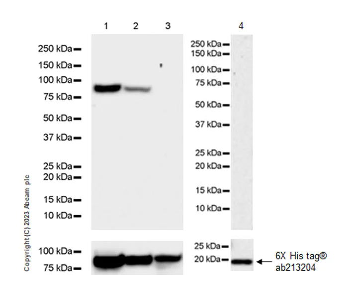 Western blot - Anti-SARS-CoV2 nsp12 antibody [EPR24837-213] (AB315964)