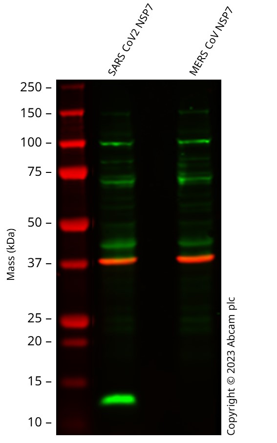 Western blot - Anti-SARS-CoV2 nsp7 antibody [EPR24846-6] (AB320092), expandable thumbnail