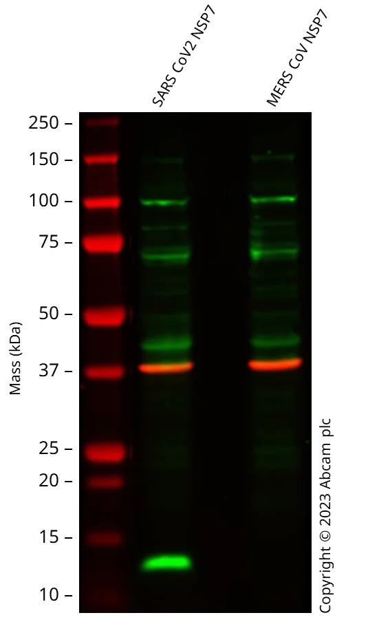 Western blot - Anti-SARS-CoV2 nsp7 antibody [EPR24846-6] (AB320092)