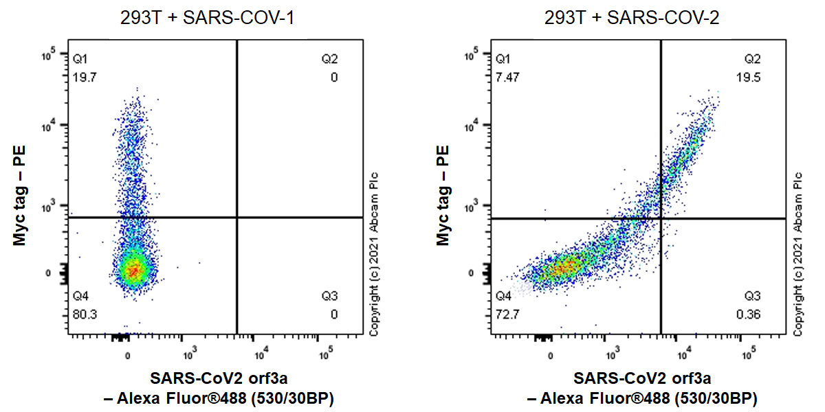 Flow Cytometry (Intracellular) - Anti-SARS-CoV2 orf3a antibody [EPR24848-9] (ab280953), expandable thumbnail