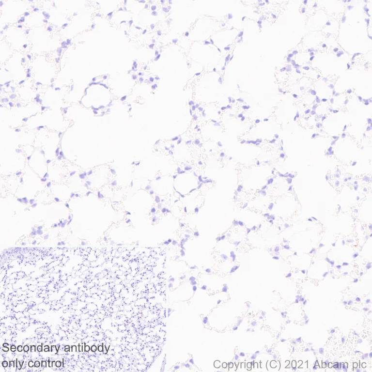 Immunohistochemistry (Formalin/PFA-fixed paraffin-embedded sections) - Anti-SARS-CoV2 orf3a antibody [EPR24848-9] (AB280953)