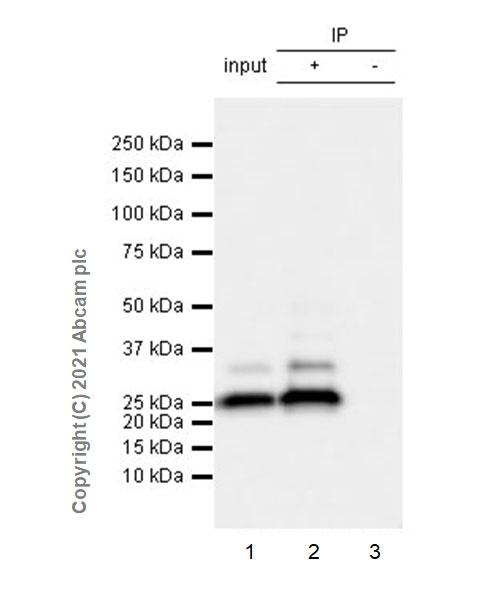 Immunoprecipitation - Anti-SARS-CoV2 orf3a antibody [EPR24848-9] (AB280953), expandable thumbnail