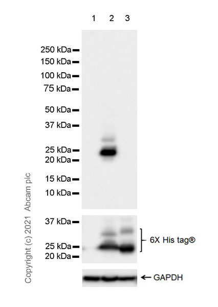 Western blot - Anti-SARS-CoV2 orf3a antibody [EPR24848-9] (AB280953), expandable thumbnail
