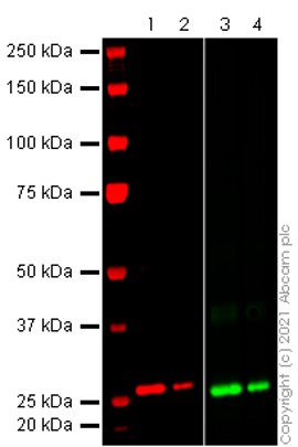 Anti-SARS-CoV2 orf8 antibody [EPR24851-65]