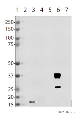 Western blot - Anti-SARS-CoV2 orf8 antibody [EPR24851-65] (AB283914)