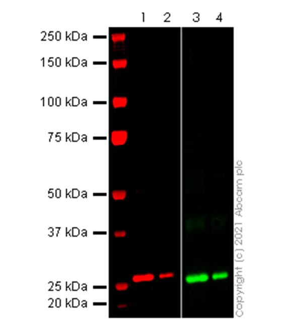 Western blot - Anti-SARS-CoV2 orf8 antibody [EPR24851-65] - BSA and Azide free (AB284042)