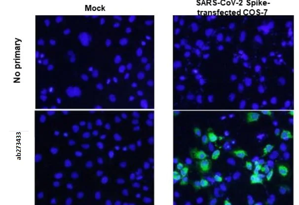 Immunocytochemistry/ Immunofluorescence - Anti-SARS spike glycoprotein antibody [1A9] (AB273433)